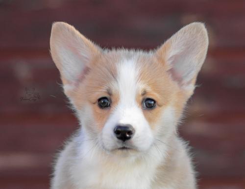 a-12-floki-10wpCOE 3294