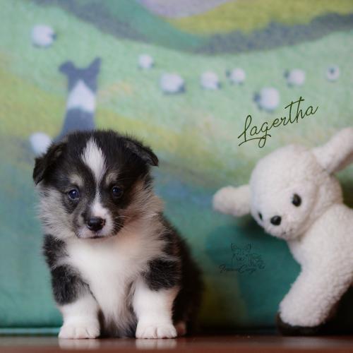 27360710 fb22d4d97e059a41b492324e9a58a03d xl