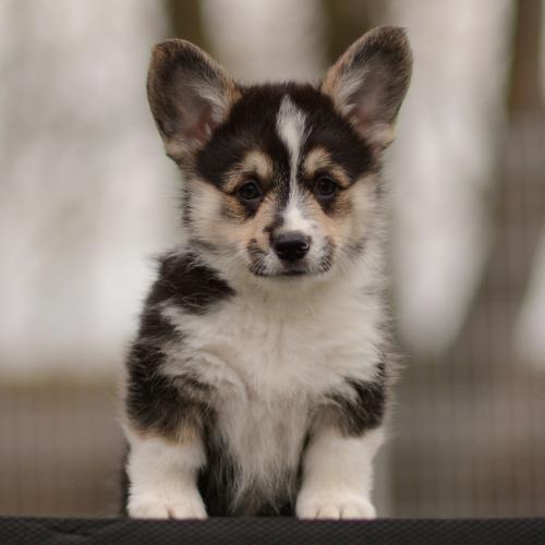 27363896 a28939731ceab3aefe11b6e4e3e31889 xl