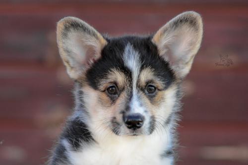 a-10-ylvie-10wpCOE 3387