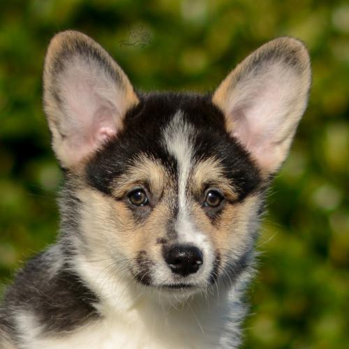 a-10-ylvie-11wpCOE 4432