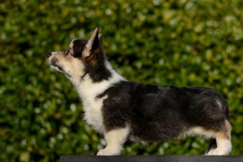 a-10-ylvie-11wsCOE 4465