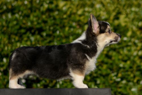 a-10-ylvie-11wsCOE 4509