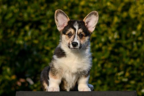 a-10-ylvie-12wp-COE 4985