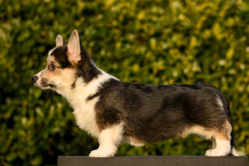 a-10-ylvie-12ws-COE 5018