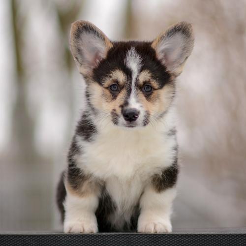 a-10-ylvie-9wpCOE 2975