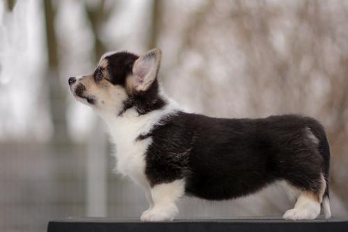 a-10-ylvie-pwsCOE 3018