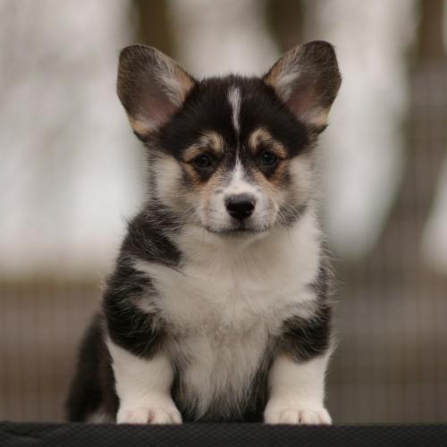 27363874 269a9717076c1249a6de6cbceb0ebf0d xl