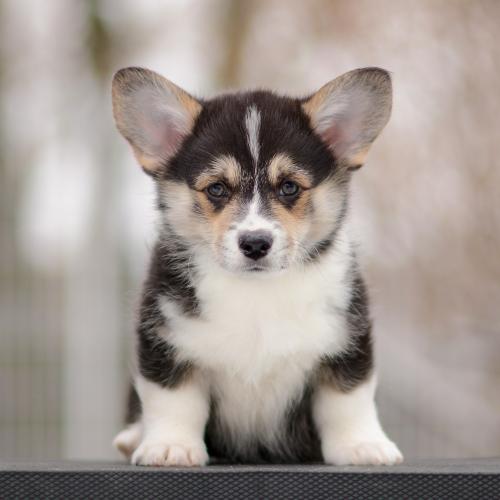 a-7-torvi-9wpCOE 2782