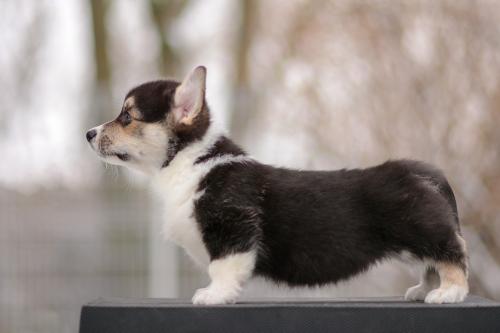 a-7-torvi-9wsCOE 2819