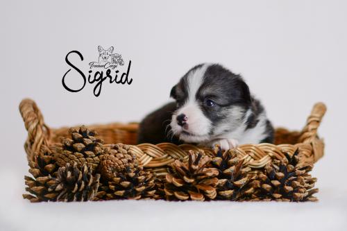 27355380 41cfe379c872d2fc66a97df41ee2a0d7 xl