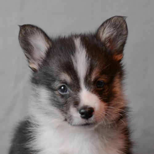 27360730 d7c75aeae40be82502a4bd919934ecd8 xl