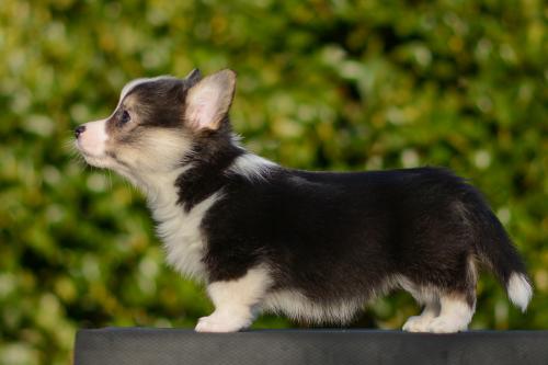 27363820 c20c6880901d0b5ccaca67f6b9f7a28a xl