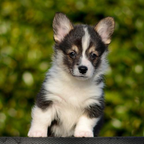 27363822 a5c04888154cdb944979f00bcfcc463e xl