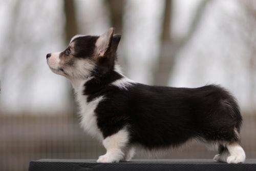 27363824 dcdf951da5a13a5ab1c3da45a9c1d953 xl