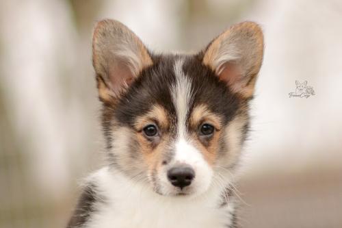 a-1-sigi-10wpCOE 3479