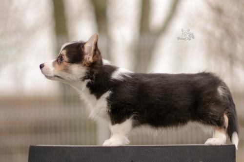 a-1-sigi-10wsCOE 3498