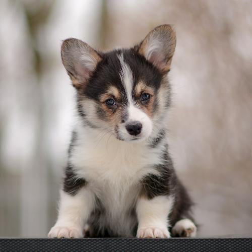 a-1-sigrid-9wpCOE 2456