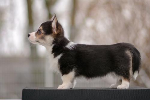 a-1-sigrid-9wsCOE 2481