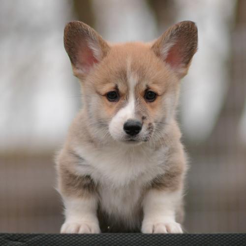 27363890 eb6ebdbb0183cf9ebef8c38f1974209c xl