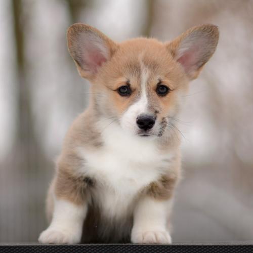 a-9-ubbe-9wpCOE 2922