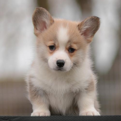 27363878 b9767698e57d1a00cbdf2ac2ba9ef9a4 xl