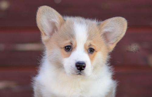 a-8-yrsa-10wpCOE 3243