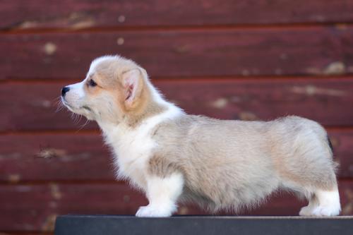 a-8-yrsa-10wsCOE 3261