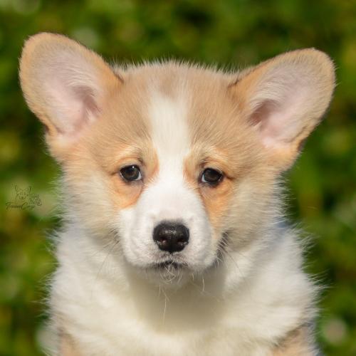 a-8-yrsa-11wpCOE 4395