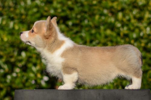 a-8-yrsa-11wsCOE 4405