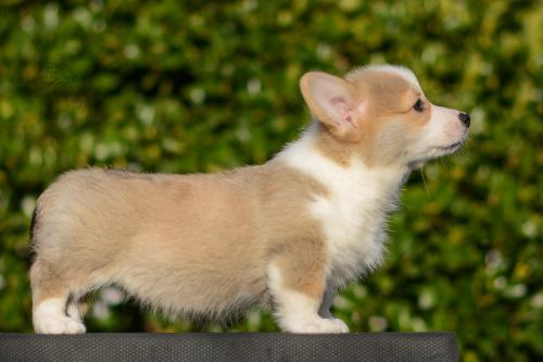 a-8-yrsa-11wsCOE 4419