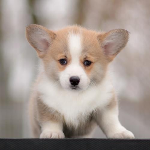 a-8-yrsa-9wpCOE 2877