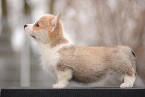 a-8-yrsa-9wsCOE 2914