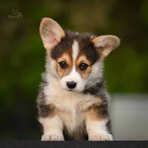 10b6w8pCOE 3251