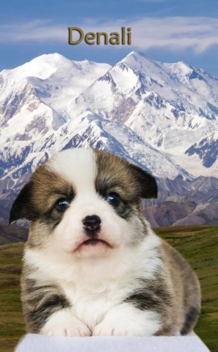 Denali