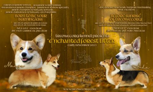 Enchanted-Forest-puppies-of-Treowecorgi