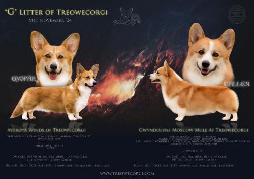 G-litter-utolso-javitott