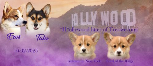 H-litter-liiter-tag-nagy-alap