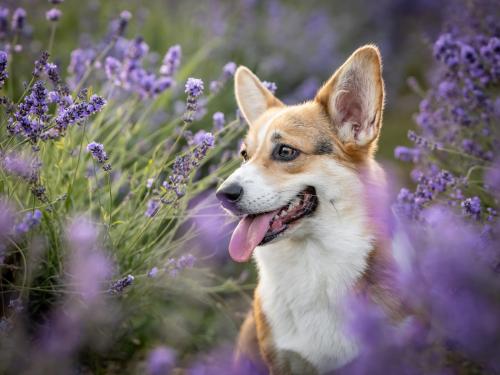 27213724 e4b9eeca3e5122394fa0f1c0b8cc82c3 xl