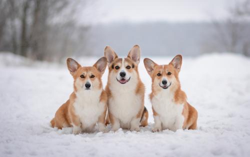 27259386 925939f4b7ce61d04e13bf99ea2ca331 xl