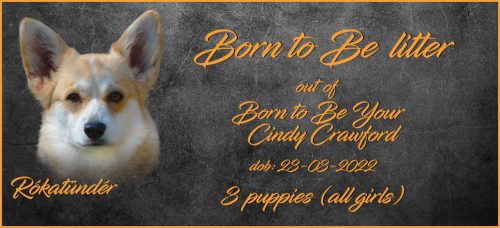 boys-litters-Lajos-B2B1-