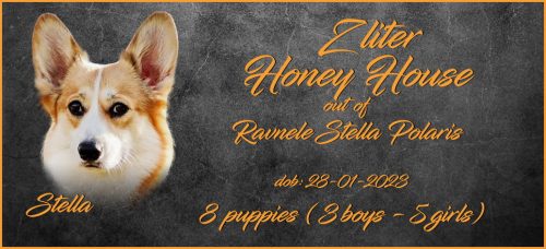 boys-litters-Lajos-HH-Z-