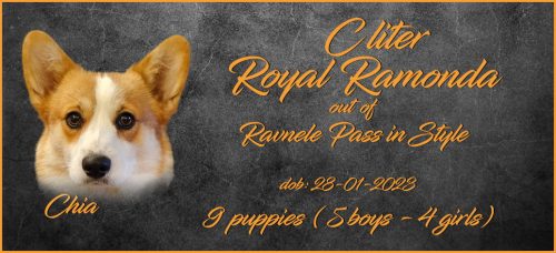 boys-litters-Lajos-RR-C-