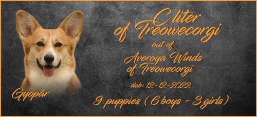 boys-litters-Lajos-TC-C-