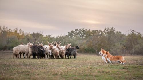 treowecorgi about us-1