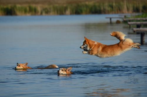 treowecorgi about us-2