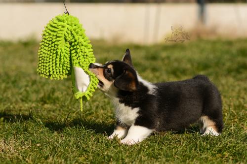 treowecorgi about us 3
