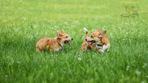 treowecorgi about us 4