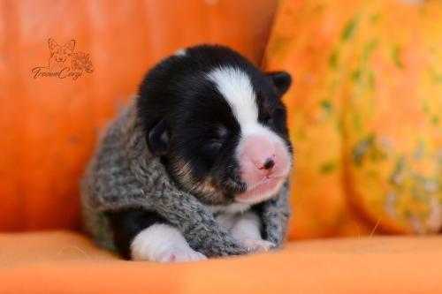 treowecorgi e puppies arrived