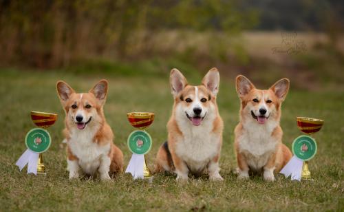 treowecorgi herding news 2023
